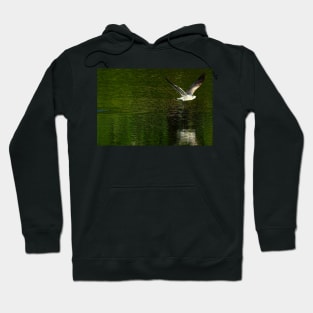 Oiseau au dessus de l'eau Hoodie